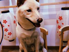 -柴迷FANS CLUB·柴犬狗咖·猫咖