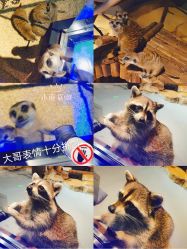 -未来动物城动物主题公园(大悦城店)