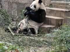 -成都动物园