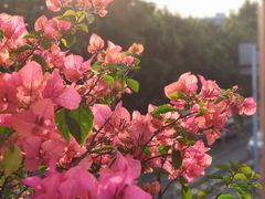 -清平中药材专业市场