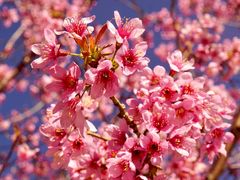 -崇圣寺三塔文化旅游区