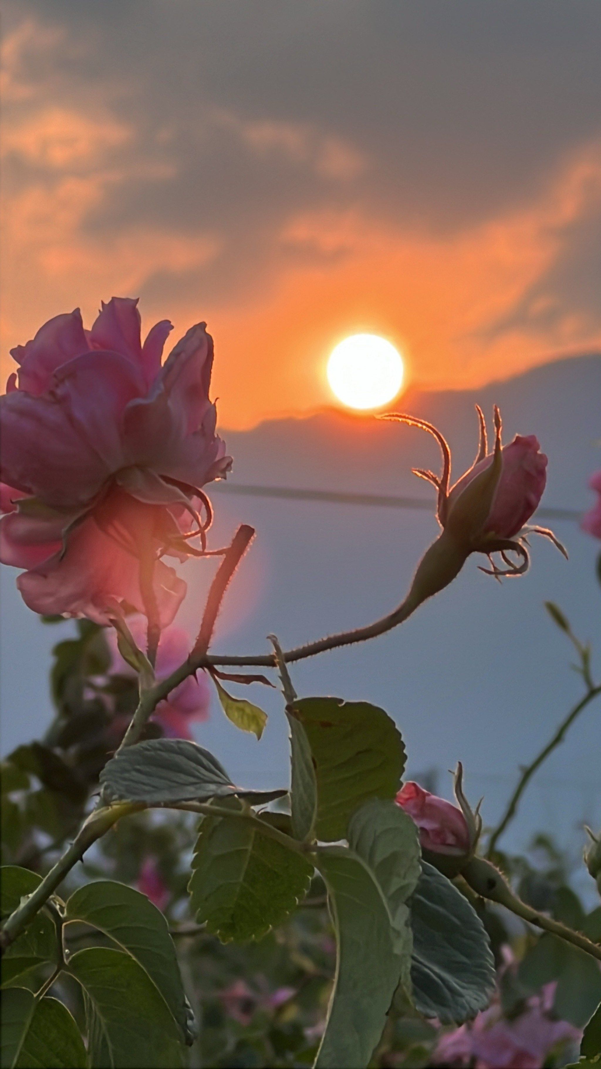 腾冲玫瑰花海看日出
