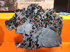 -志强陨石馆(双季花艺店)