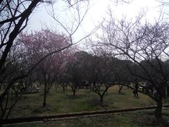 -香雪海