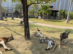 -灵玲国际马戏城