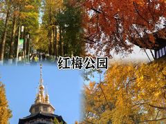 -红梅公园