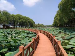 -洪湖生态旅游区