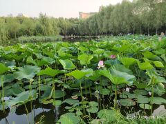 -吉林大学(前卫南区)