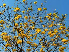 -光明小镇欢乐田园