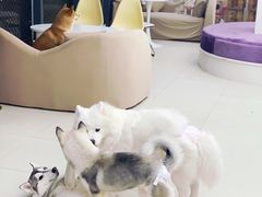 -怪兽屋·羊驼·猫咖·狗咖(俊华广场店)