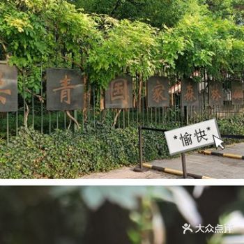 （第三弹）不出上海怎么玩，快去共青国家森林公园～