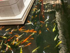 -龙悦湾酒家·八阵鱼生·渔人码头店