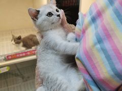 -lincat·猫舍(广州店)