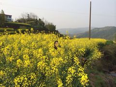 iphone_upload_pic-桑洲油菜花景区