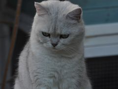 -喵屿·大理花园猫咖