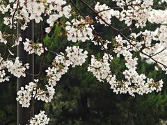 -鸡鸣寺