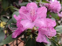 -深圳市中科院仙湖植物园