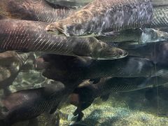 -太平洋海底世界