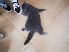 -灵美宠物诊所