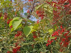 -汉长安城未央宫国家考古遗址公园