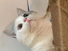 -喵zoo家庭繁育猫舍(尖东智能花园店)