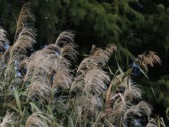 -苏州香山国际大酒店