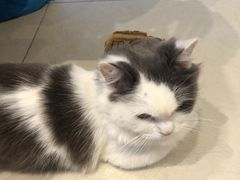 -怪兽屋·羊驼·猫咖·狗咖(俊华广场店)