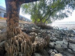 -宝安西湾红树林湿地公园