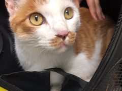 -宠福鑫康馨动物医院·骨科·眼科