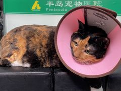 -半岛宠物医院24小时(科华中路店)