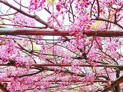 -嘉定紫藤园
