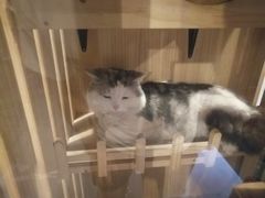 -Mr.Fox狐狸先生超级密室(南山店)