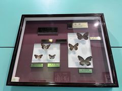 -上海昆虫博物馆