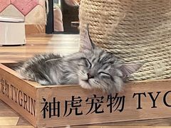 -袖虎·猫馆(体育西路店)