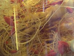 -果松木炭酸菜铜火锅·外婆参鸡汤