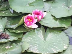 -灵山莲花公园-温泉度假区