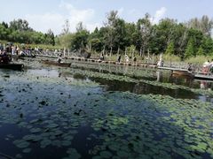 -溱湖国家湿地公园