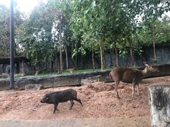 -清迈夜间动物园