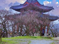 -梅花山(明孝陵内)
