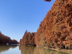 -上海海湾国家森林公园