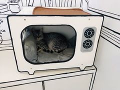 -白夜2D咖啡馆