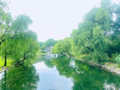 -上海共青森林公园