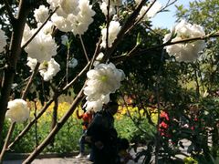-南汇桃花村