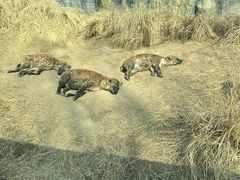 -北京野生动物园