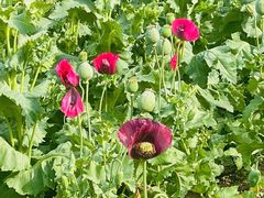 -国家植物园南园