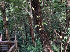-深圳仙湖植物园
