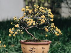 -杭州植物园