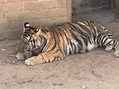 -西霞口神雕山野生动物世界