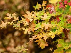 -阳台山自然风景区
