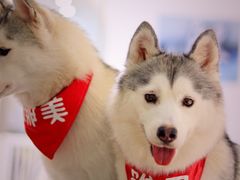 -Husky Go!哈士奇体验馆·宠物咖啡厅狗咖